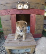 �A�E�g�h�A�h�b�N�Ђ�